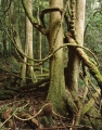 Coachwood rainforest